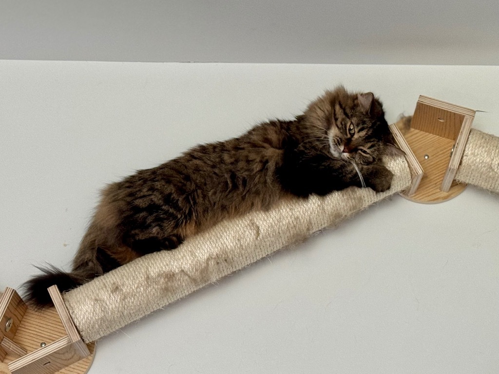 Persephone, an adoptable Domestic Medium Hair in Brainardsville, NY, 12915 | Photo Image 1