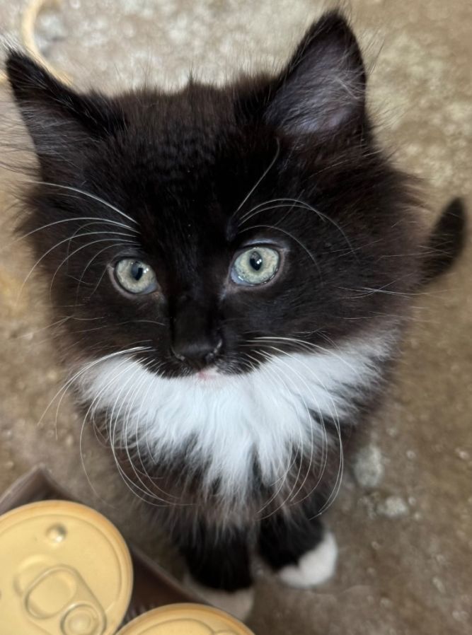 Paco