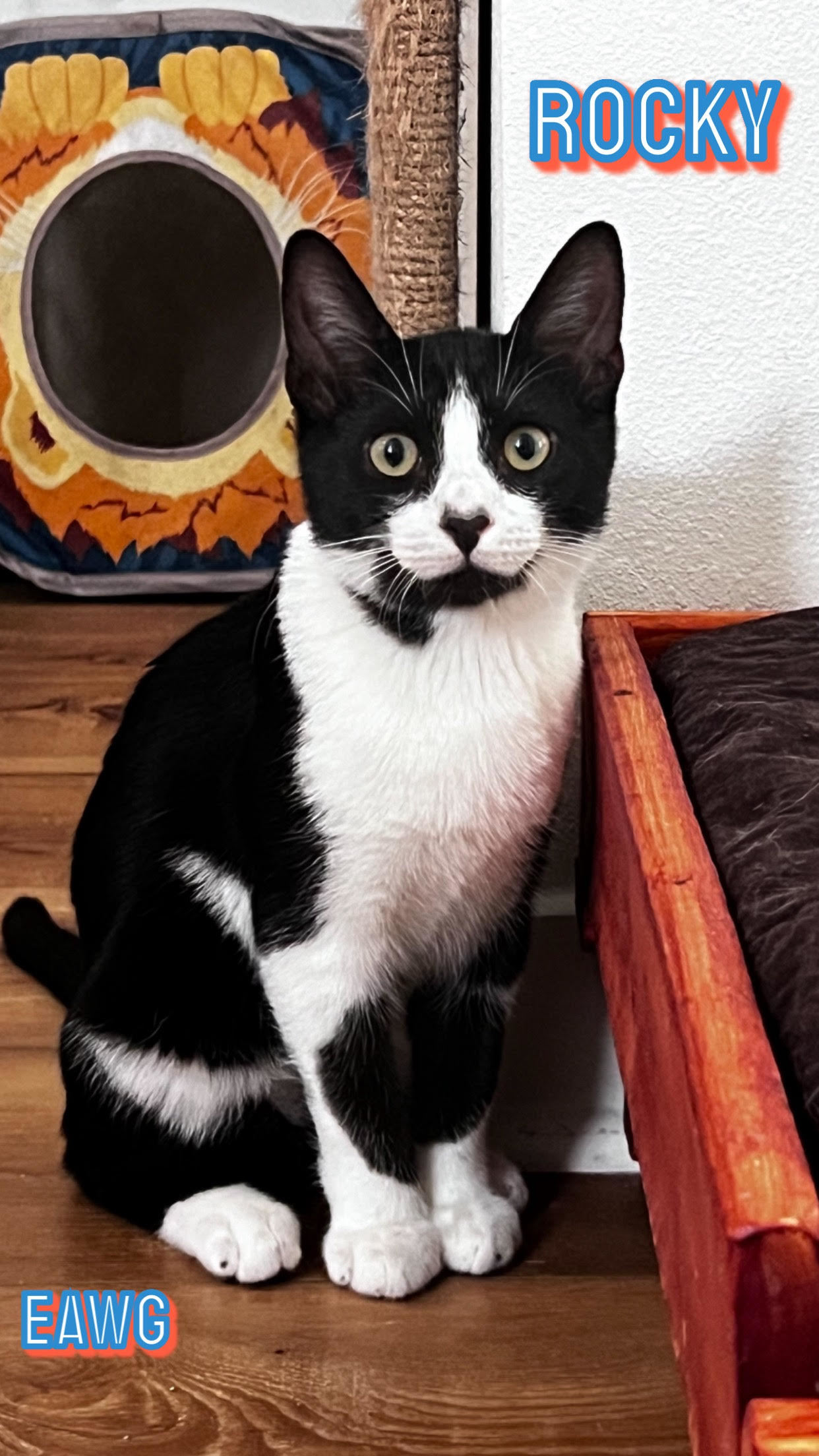 Rocky, an adoptable American Shorthair in Pensacola, FL, 32501 | Photo Image 1