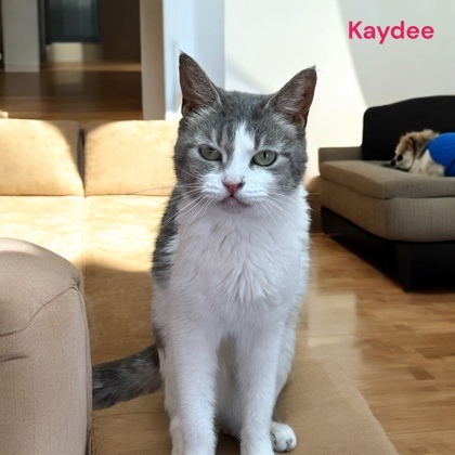 Kaydee