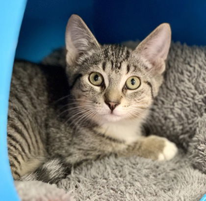 Jiji, an adoptable Domestic Short Hair in Gwinn, MI, 49841 | Photo Image 1