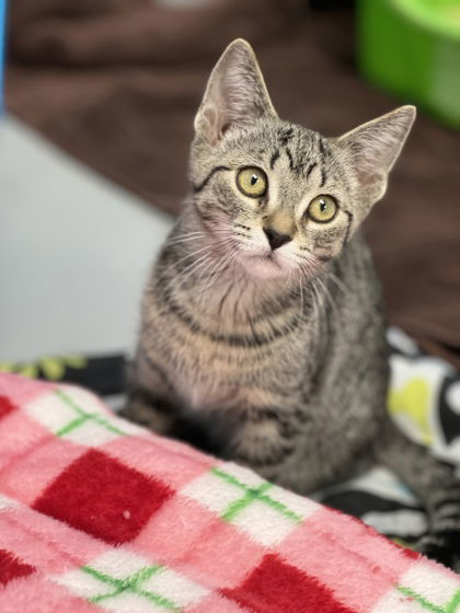 Lily H, an adoptable Domestic Short Hair in Gwinn, MI, 49841 | Photo Image 1