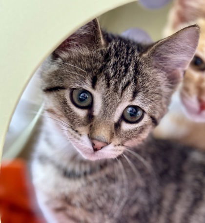 Old MacDonald, an adoptable Domestic Short Hair in Gwinn, MI, 49841 | Photo Image 1