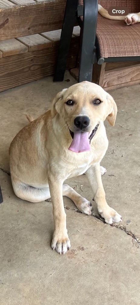 Cornbread Fred, an adoptable Labrador Retriever in Sharon, VT, 05065 | Photo Image 3