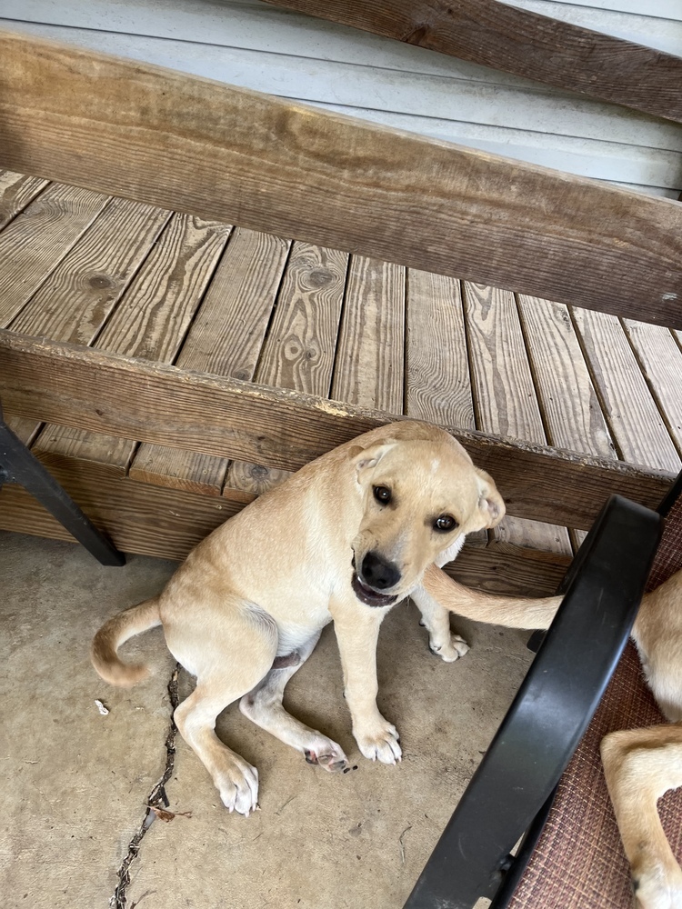 Cornbread Fred, an adoptable Labrador Retriever in Sharon, VT, 05065 | Photo Image 5