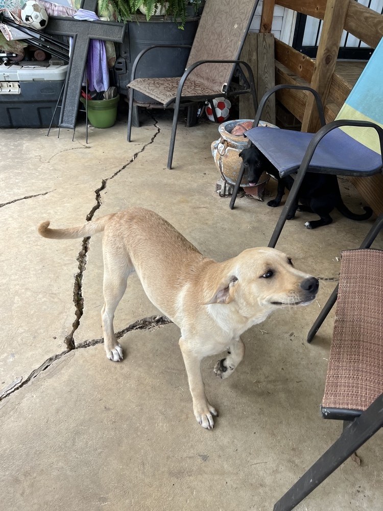 Cornbread Fred, an adoptable Labrador Retriever in Sharon, VT, 05065 | Photo Image 6