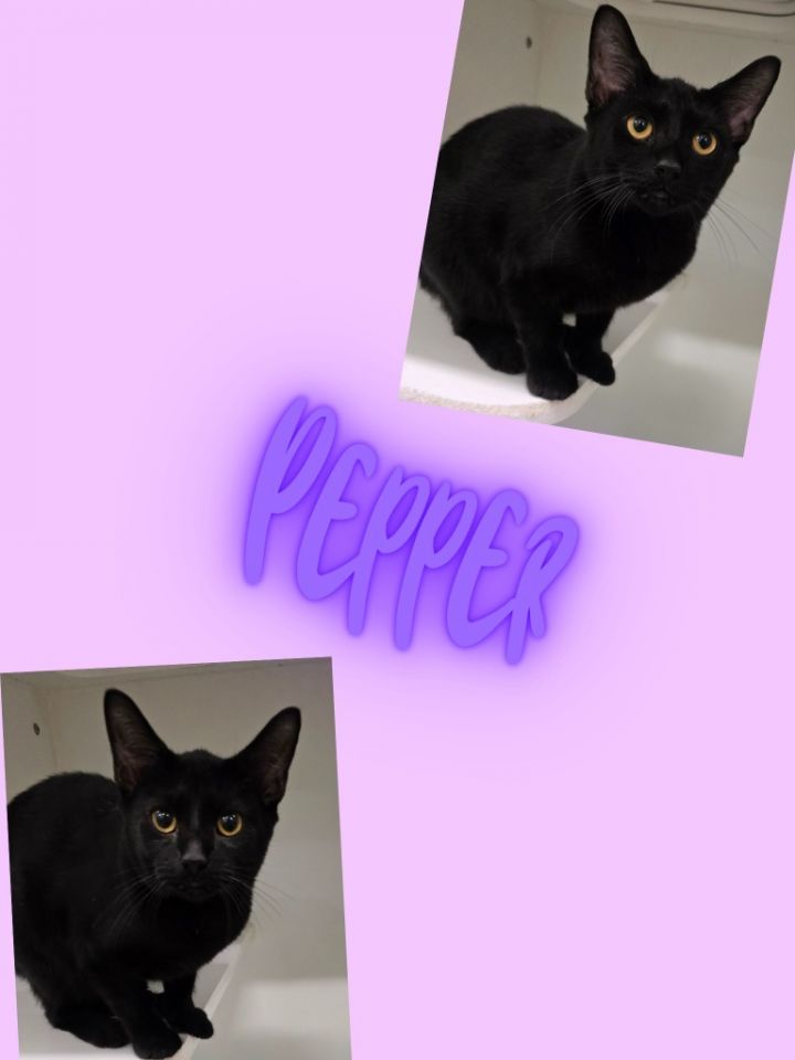 Pepper 1