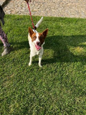 Name Bongo Gender Male Breed Cattle Dog About Bongo Meet Bongo the dynamic 3-year-old 30 lb Ca