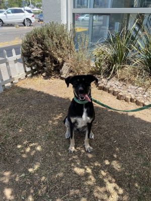 Name Chandler Gender Male Breed Lab Mix About Chandler Meet Chandler the approximately 2-year-o