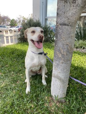 Name Alize Gender Female Breed Lab Mix About Alize - Meet Alize the brainy beauty whos ready to