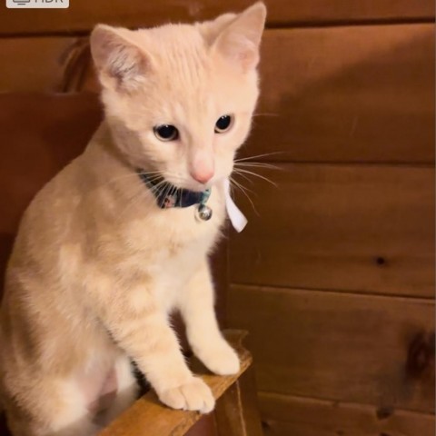 Papyrus, an adoptable Domestic Short Hair in Bismarck, ND, 58507 | Photo Image 1