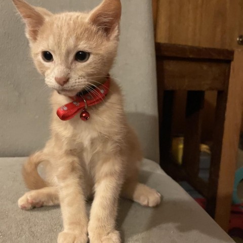 Tissue boy, an adoptable Domestic Short Hair in Bismarck, ND, 58507 | Photo Image 1