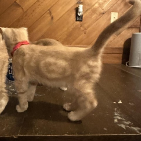 Tissue boy, an adoptable Domestic Short Hair in Bismarck, ND, 58507 | Photo Image 2