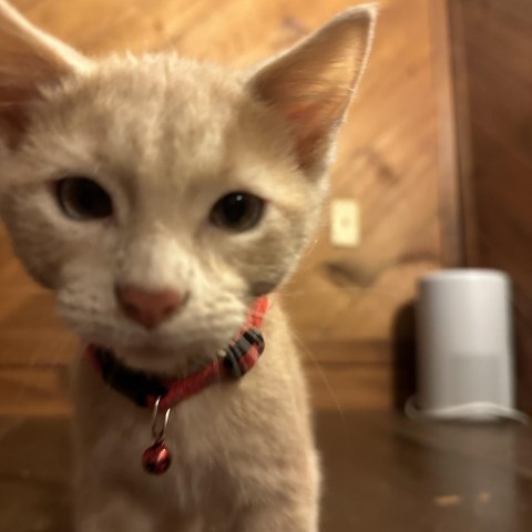 Tissue boy, an adoptable Domestic Short Hair in Bismarck, ND, 58507 | Photo Image 3