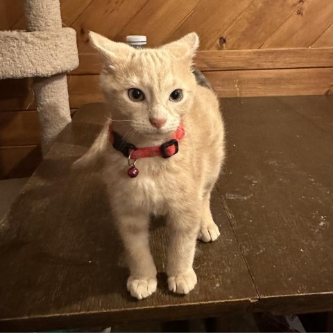 Tissue boy, an adoptable Domestic Short Hair in Bismarck, ND, 58507 | Photo Image 4