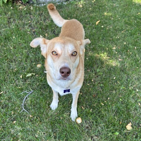 Lucas, an adoptable Mixed Breed in Bismarck, ND, 58507 | Photo Image 1