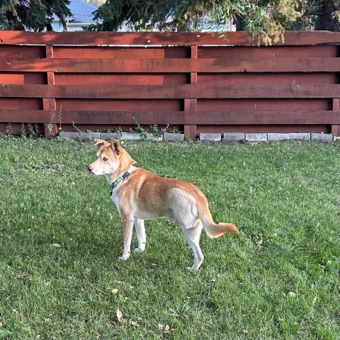 Lucas, an adoptable Mixed Breed in Bismarck, ND, 58507 | Photo Image 3