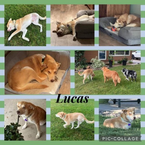 Lucas, an adoptable Mixed Breed in Bismarck, ND, 58507 | Photo Image 4