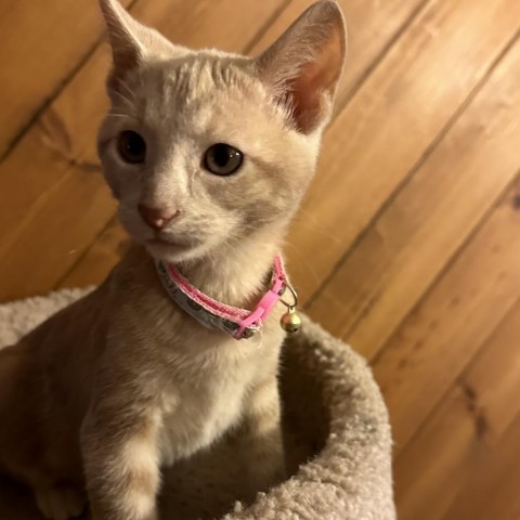 Vellum, an adoptable Domestic Short Hair in Bismarck, ND, 58507 | Photo Image 1