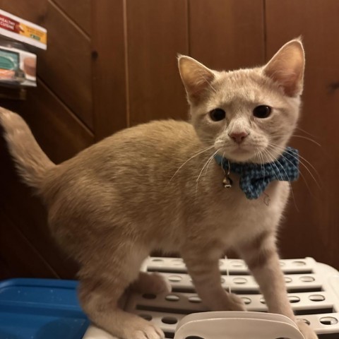 Parchment, an adoptable Domestic Short Hair in Bismarck, ND, 58507 | Photo Image 2