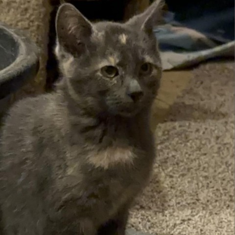 Blot, an adoptable Domestic Short Hair in Bismarck, ND, 58507 | Photo Image 1