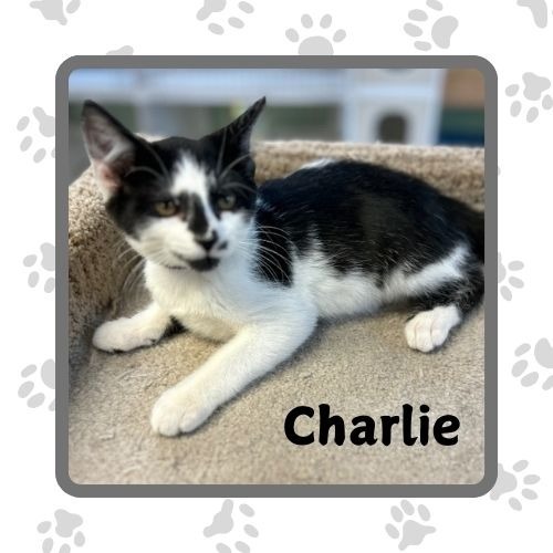 Charlie, an adoptable Domestic Short Hair in Elbow Lake, MN, 56531 | Photo Image 1