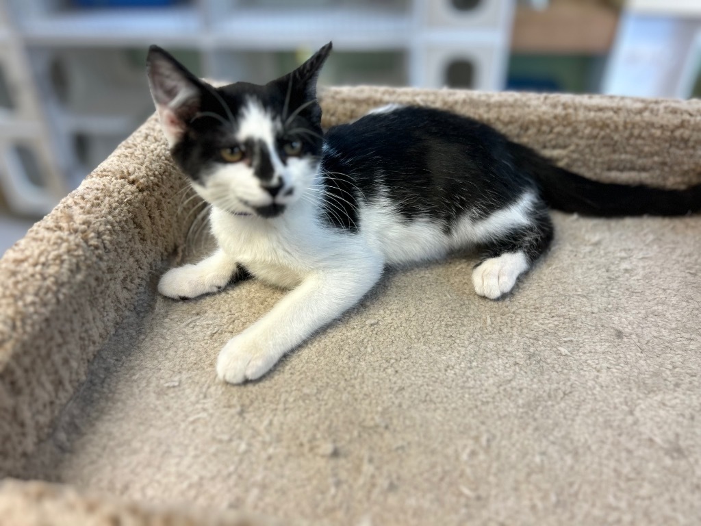 Charlie, an adoptable Domestic Short Hair in Elbow Lake, MN, 56531 | Photo Image 2