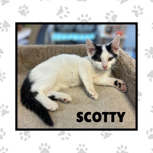 Scotty, an adoptable Domestic Short Hair in Elbow Lake, MN, 56531 | Photo Image 1