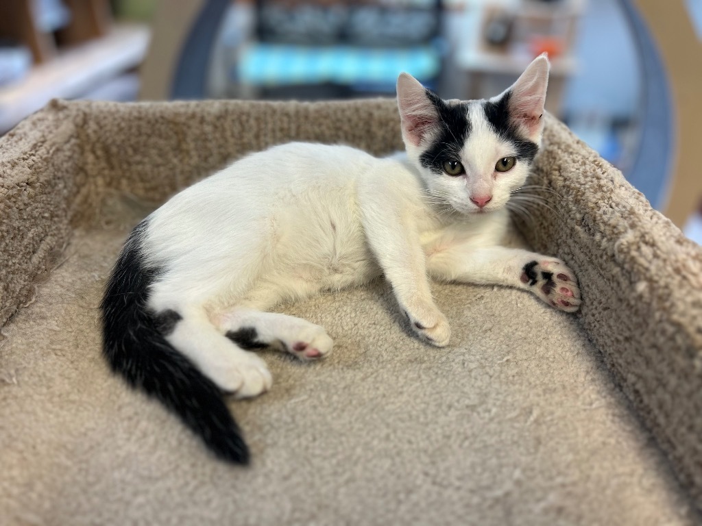 Scotty, an adoptable Domestic Short Hair in Elbow Lake, MN, 56531 | Photo Image 2