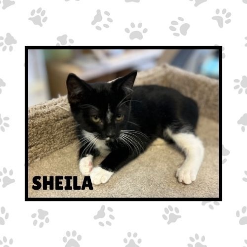 Sheila