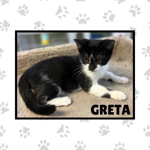 Greta, an adoptable Domestic Short Hair in Elbow Lake, MN, 56531 | Photo Image 1