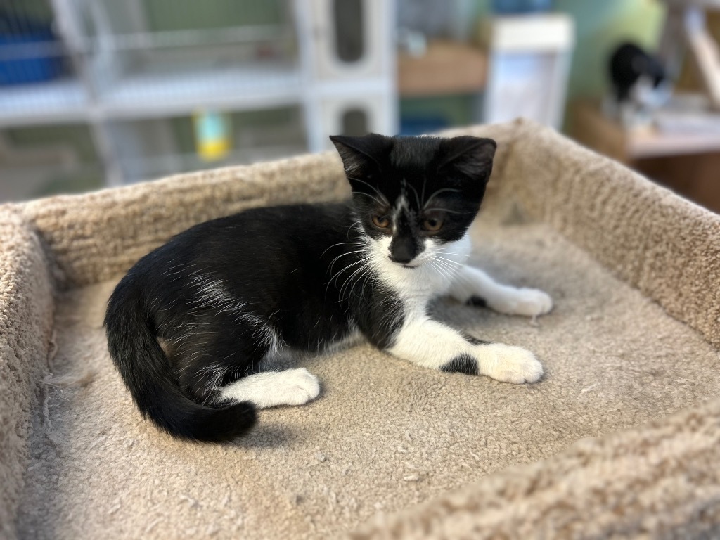 Greta, an adoptable Domestic Short Hair in Elbow Lake, MN, 56531 | Photo Image 2