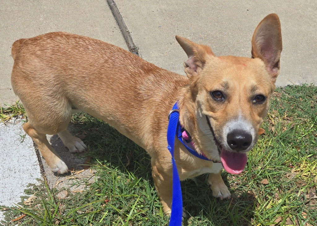 Maddie, an adoptable Corgi, Terrier in San Antonio, TX, 78251 | Photo Image 1