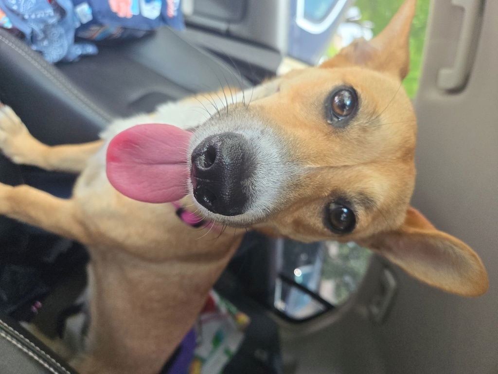 Maddie, an adoptable Corgi, Terrier in San Antonio, TX, 78251 | Photo Image 2