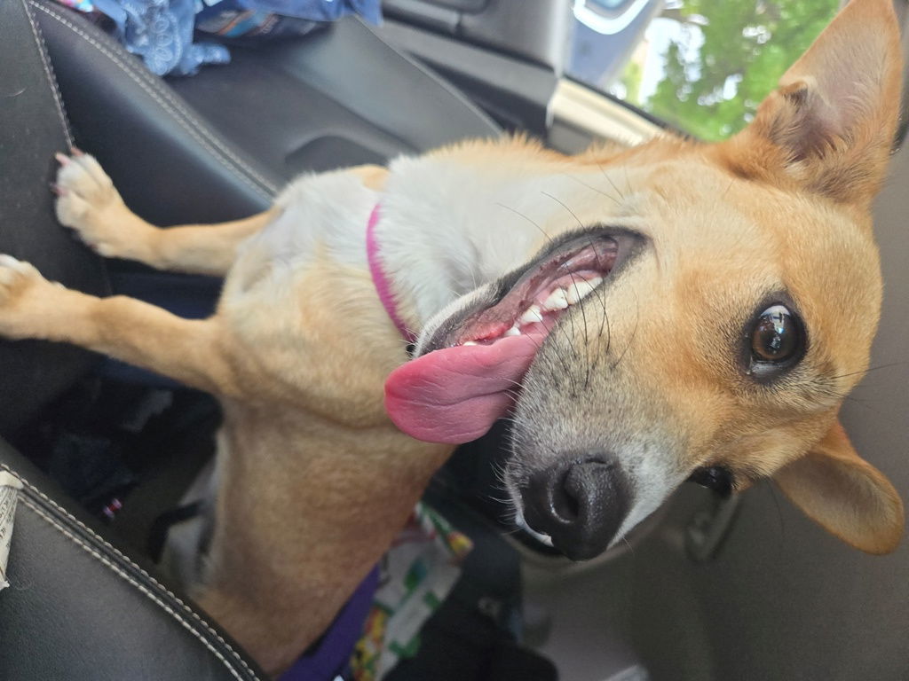 Maddie, an adoptable Corgi, Terrier in San Antonio, TX, 78251 | Photo Image 3