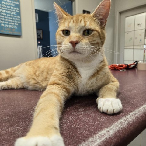 Freddy, an adoptable Domestic Short Hair in North Battleford, SK, S9A 2M7 | Photo Image 1