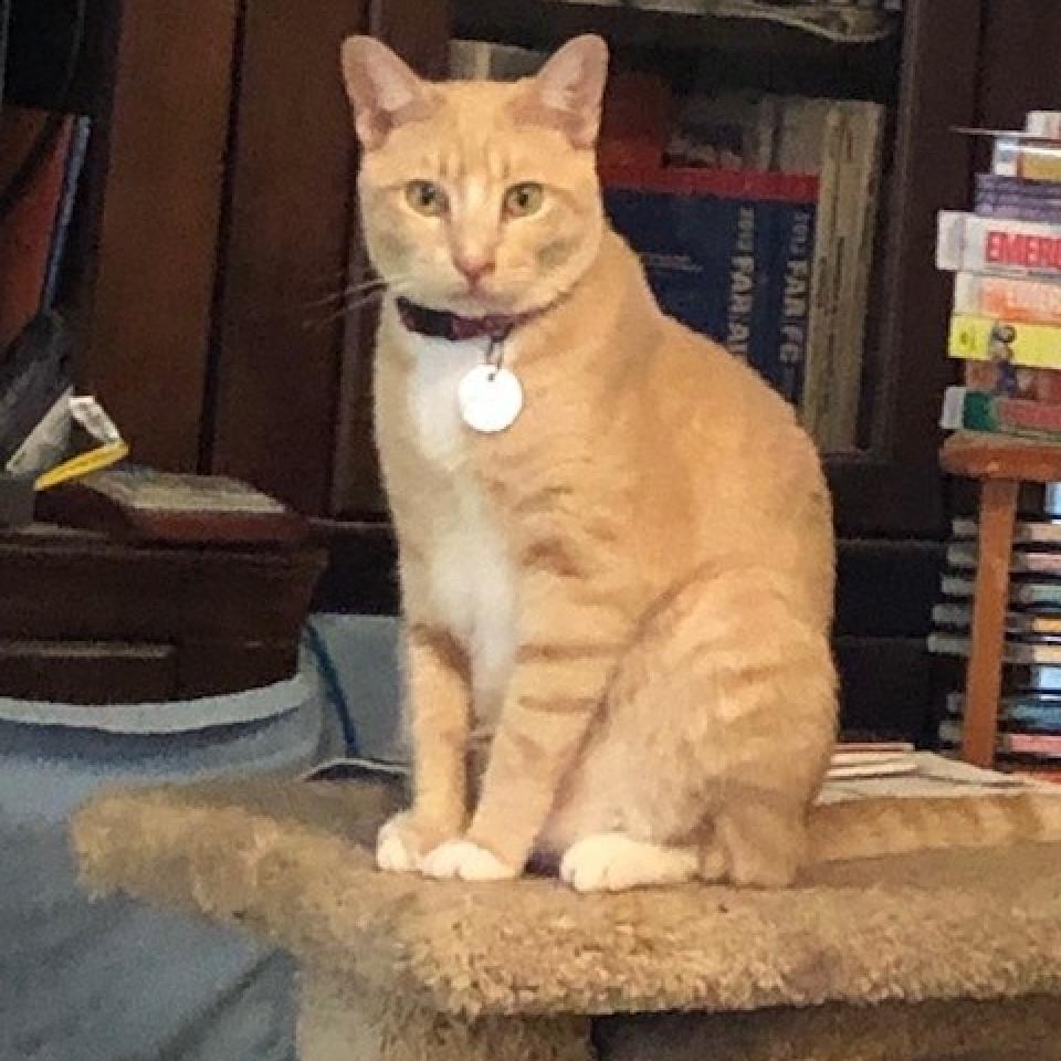 PUMPKIN