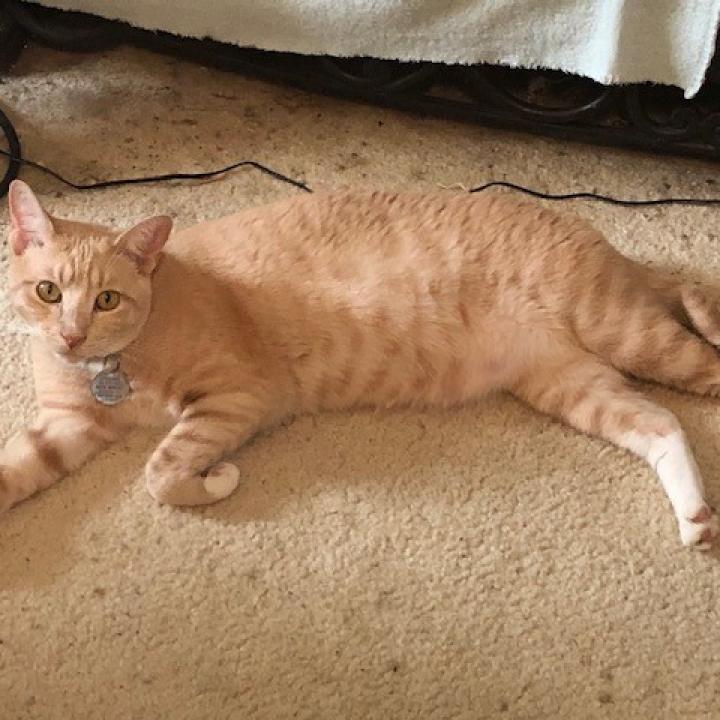 PUMPKIN