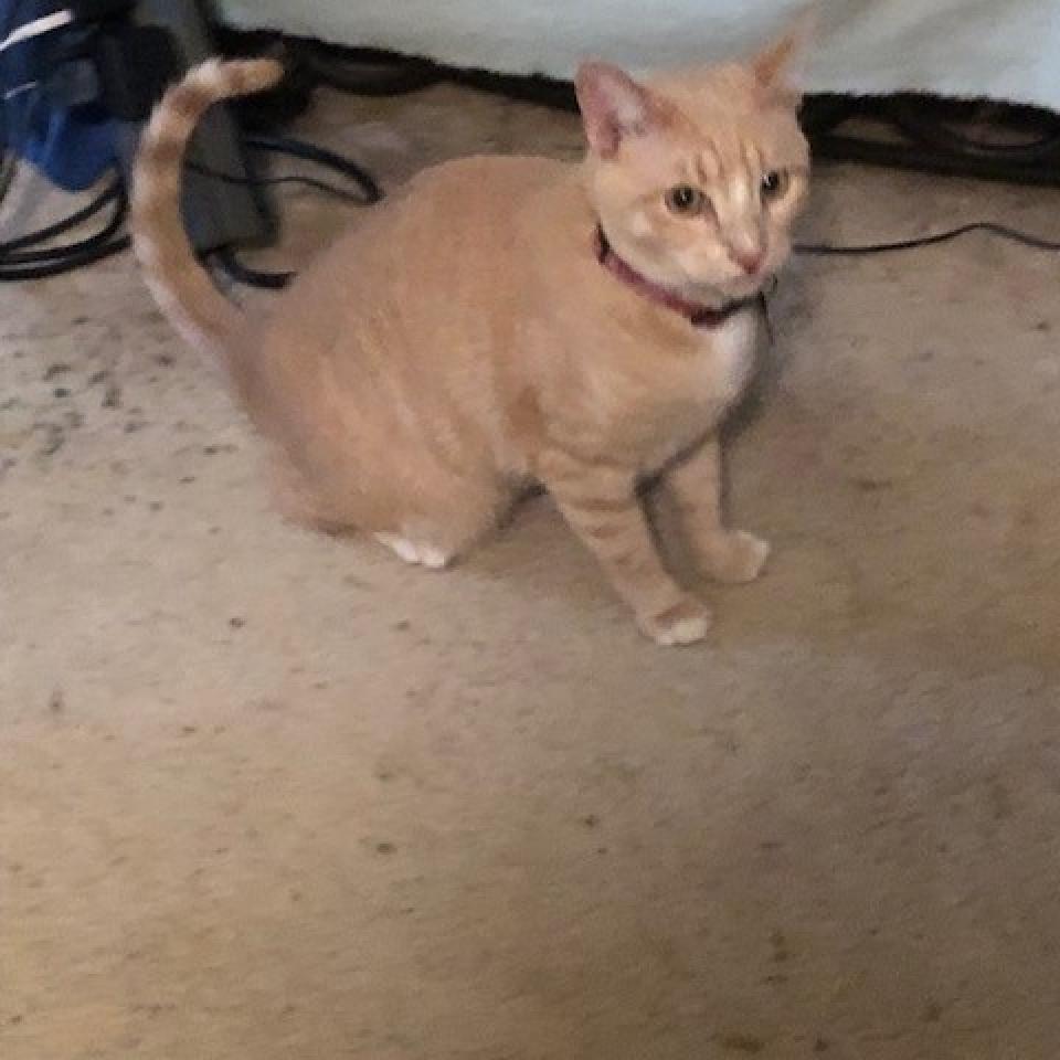 PUMPKIN