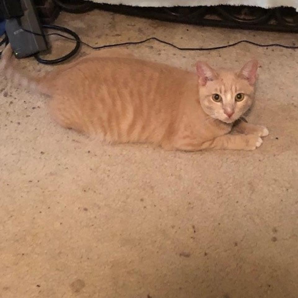 PUMPKIN