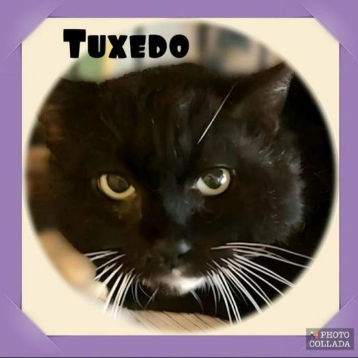 Tuxedo - (Working Cat) 1