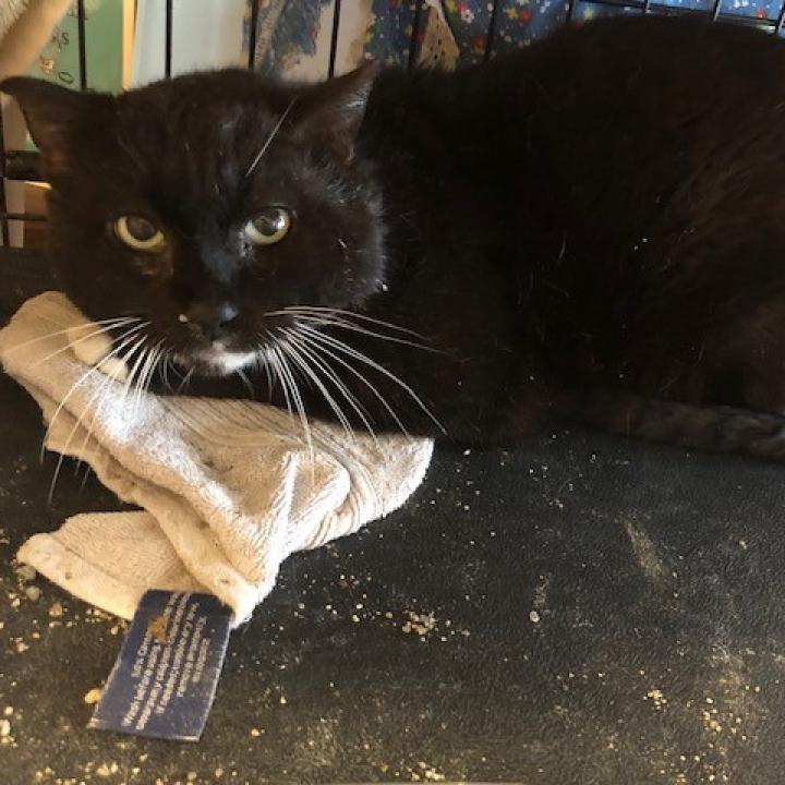 Tuxedo - (Working Cat) 3