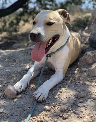 Holly, an adoptable Pit Bull Terrier in Grand Junction, CO, 81503 | Photo Image 1