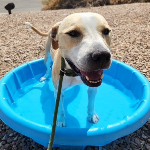 Holly, an adoptable Pit Bull Terrier in Grand Junction, CO, 81503 | Photo Image 3