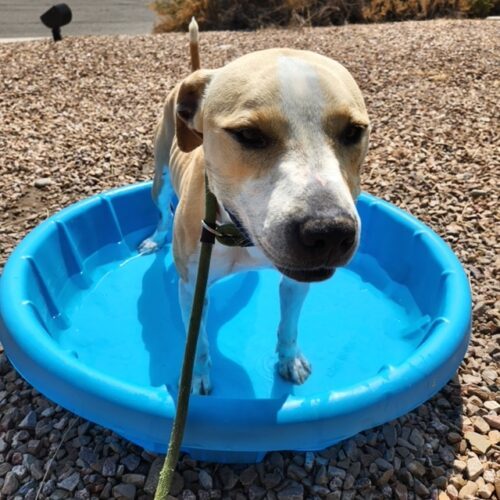 Holly, an adoptable Pit Bull Terrier in Grand Junction, CO, 81503 | Photo Image 4