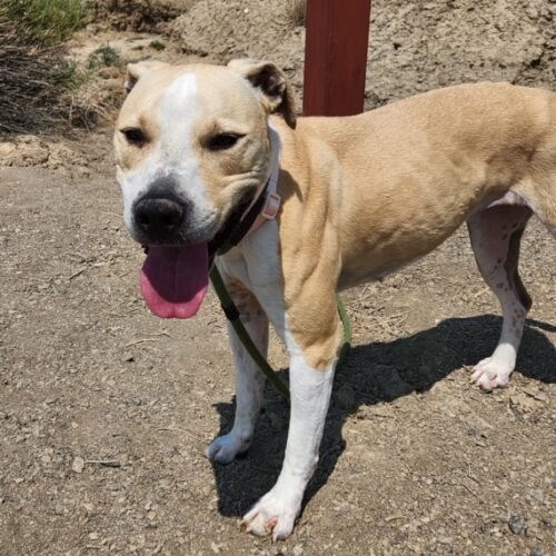 Holly, an adoptable Pit Bull Terrier in Grand Junction, CO, 81503 | Photo Image 5