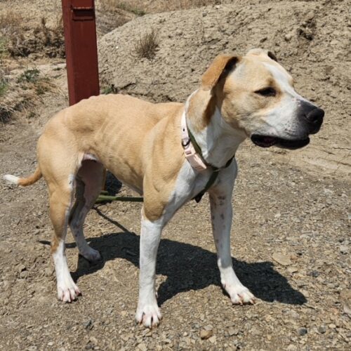 Holly, an adoptable Pit Bull Terrier in Grand Junction, CO, 81503 | Photo Image 6