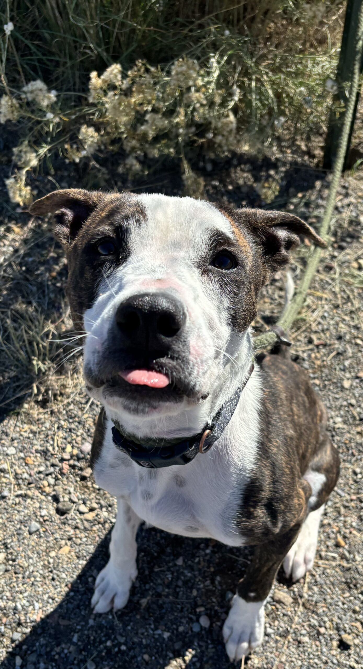 Reba, an adoptable Pit Bull Terrier in Grand Junction, CO, 81503 | Photo Image 1