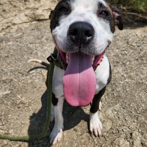 Reba, an adoptable Pit Bull Terrier in Grand Junction, CO, 81503 | Photo Image 2