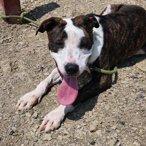 Reba, an adoptable Pit Bull Terrier in Grand Junction, CO, 81503 | Photo Image 3